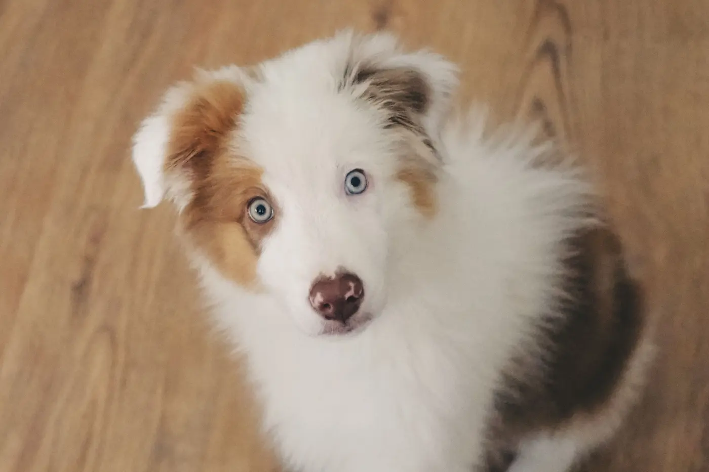A fluffy red merle Australian Shepherd puppy with pale blue eyes sitting on a wooden floor, looking straight up at the camera and waiting to see what comes next