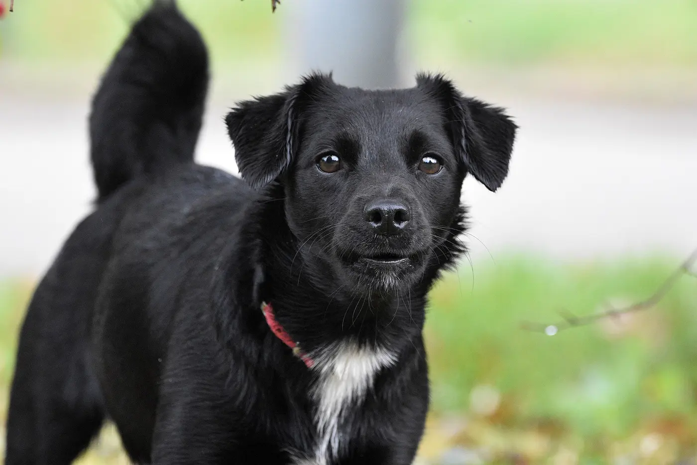 A black dog standing outdoors, ears pinned back and tail raised, locked onto something off-frame