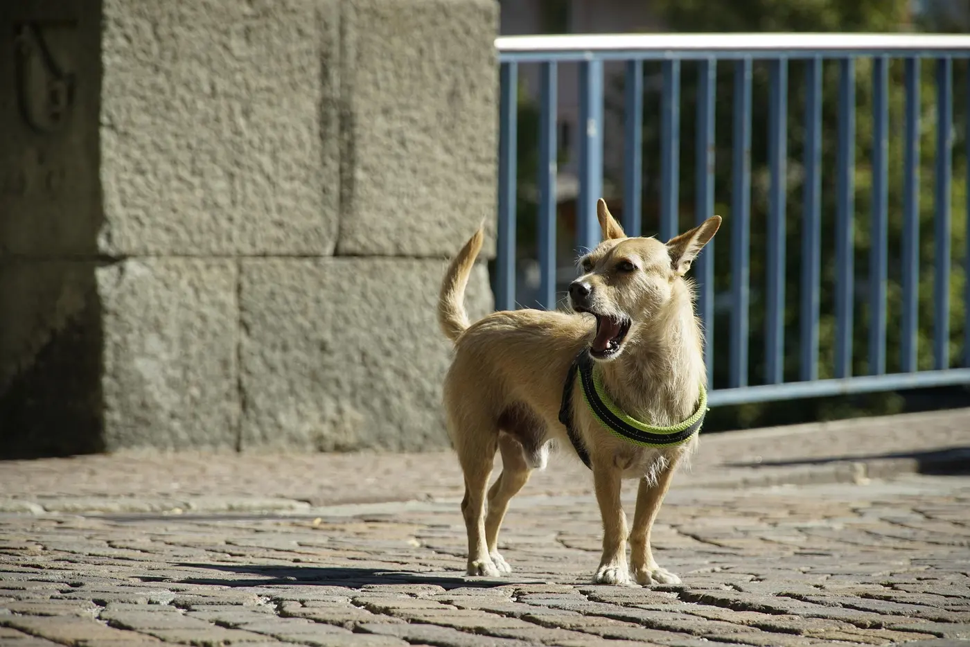 A small dog barking and straining on its leash during a neighborhood walk