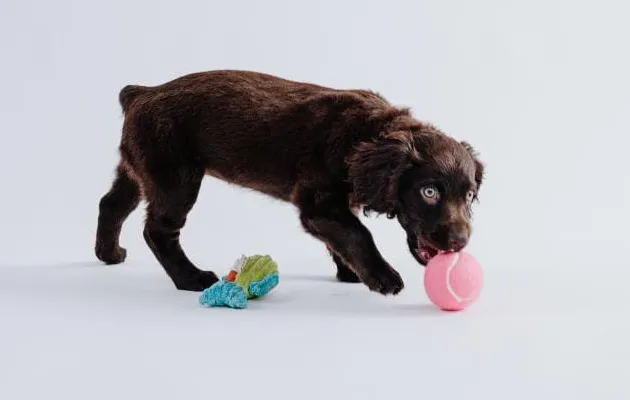 A puppy playing with a ball