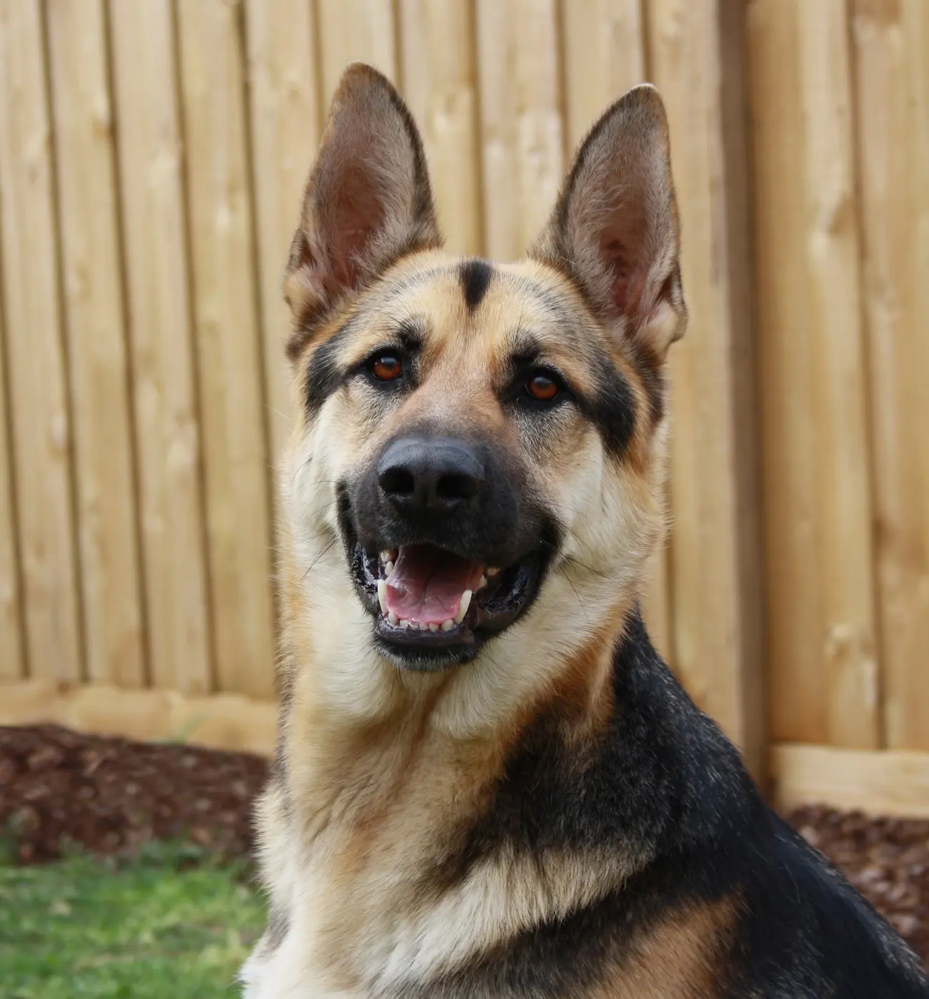 A relaxed German shepherd sitting calmly in a backyard, mouth open in a soft pant