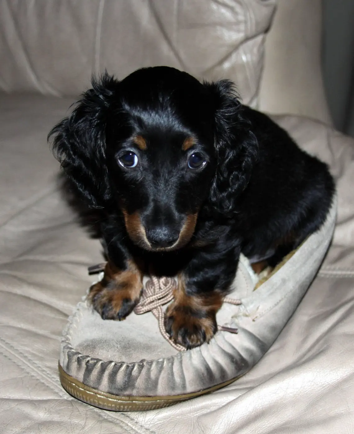 A small long-haired dachshund puppy settling onto a slipper in a quiet room