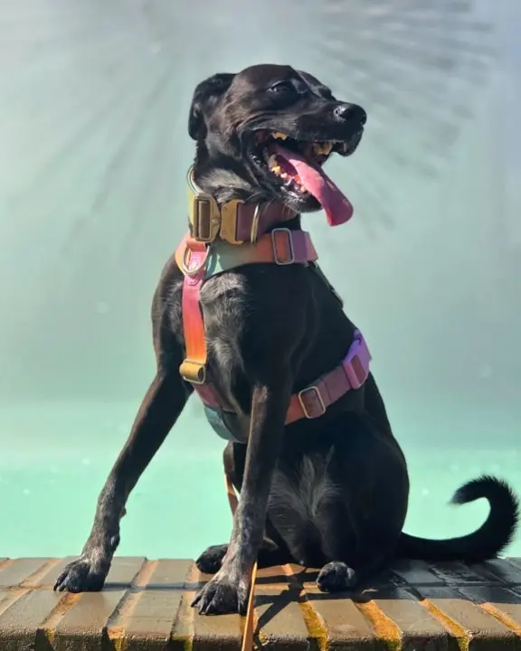 Stinky, a black rescue dog in a harness, sitting calmly on a brick ledge in front of a downtown fountain