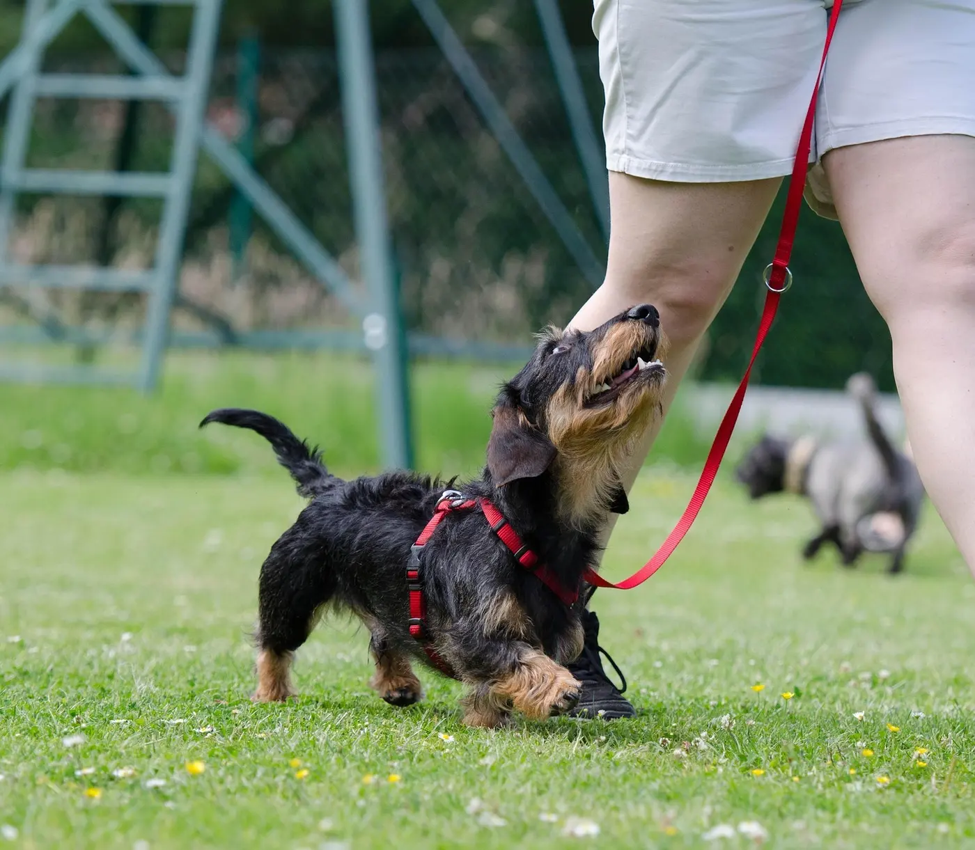 A small dachshund walking at its handler's side, looking up at them